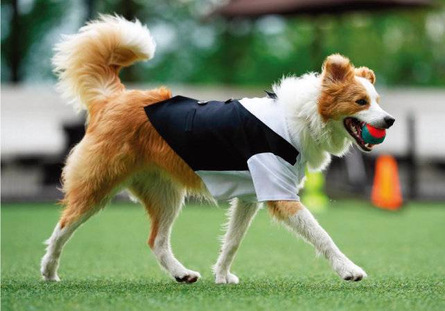 켄싱턴리조트 충주의 부총지배인 보더콜리 케니. [ 이랜드파크 켄싱턴호텔앤리조트 제공]