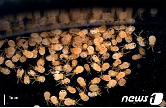 질병관리청은 올해 쯔쯔가무시균을 옮기는 털진드기 개체 수가 예년보다 2배 이상 증가함에 따라 야외 활동 시 물림 사고에 주의할 것을 당부했다. 사진은 털진드기 성충의 모습./(질병관리청 제공)