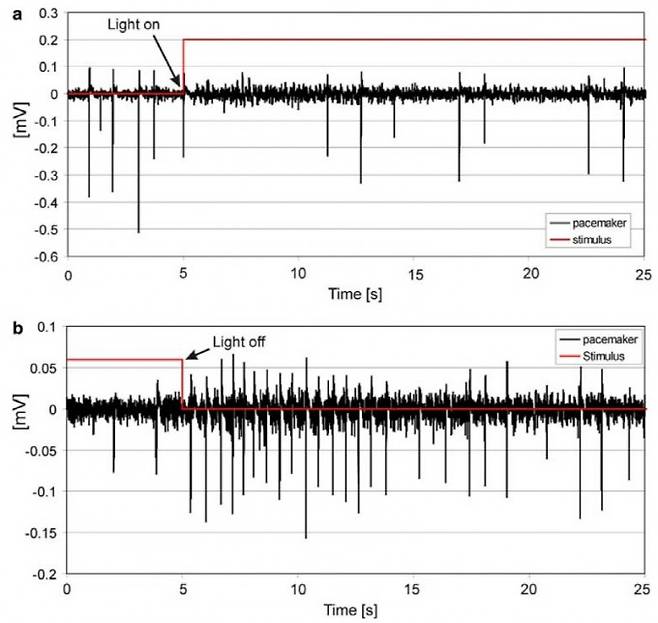 로팔리아에서 생성되는 swim pacemaker 전기신호가 빛 자극에 의해 변화하는 예시.