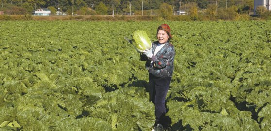 도미솔에서 운영 중인 연천 배추밭을 찾은 박 대표. 그는 시간 날 때마다 농작물을 살핀다