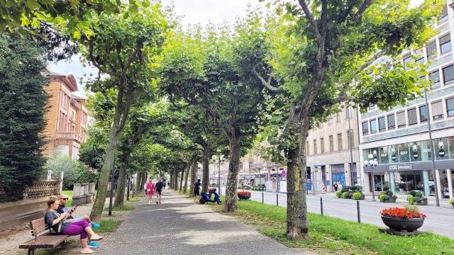 비스바덴 빌헬름거리의 양버즘나무 가로수길. 상점가 보도에는 화단을 두고, 가로수는 공원과 이어지는 동쪽 구간에 2열로 식재했다.