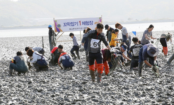 벌교 꼬막 축제가 27일부터 개막해 29일까지 전남 보성군 벌교읍 천변 일원에서 진행된다. 벌교 꼬막잡기 체험장 모습. /사진=전남 보성군