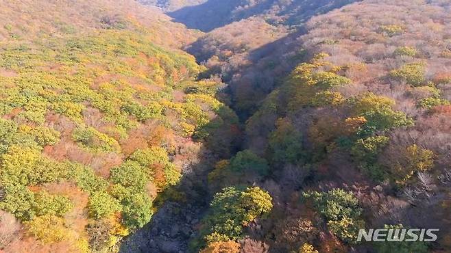 [제주=뉴시스] 오영재 기자 = 26일 오전 제주 한라산 단풍이 절정을 맞았다. (사진=제주지방기상청 제공) 2023.10.27. photo@newsis.com