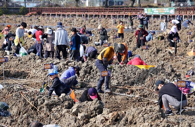 [밀양=뉴시스] 안지율 기자 = 28일 경남 밀양시 부북면 밀양아리나 인근 연꽃단지에서 열린 연근 캐기 체험 행사 참가자들이 연근 캐기를 하고 있다. (사진=밀양시 제공) 2023.10.28. photo@newsis.com  *재판매 및 DB 금지