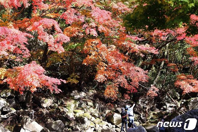 29일 오후 한라산국립공원 천아계곡에서 탐방객들이 가을 단풍을 즐기고 있다.2023.10.29/뉴스1 ⓒ News1 고동명 기자