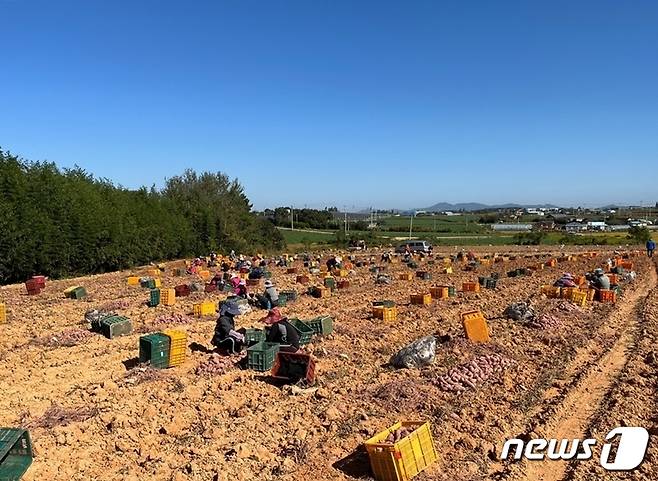 해남산 꿀 고구마 재배(해남참농가 제공) /뉴스1