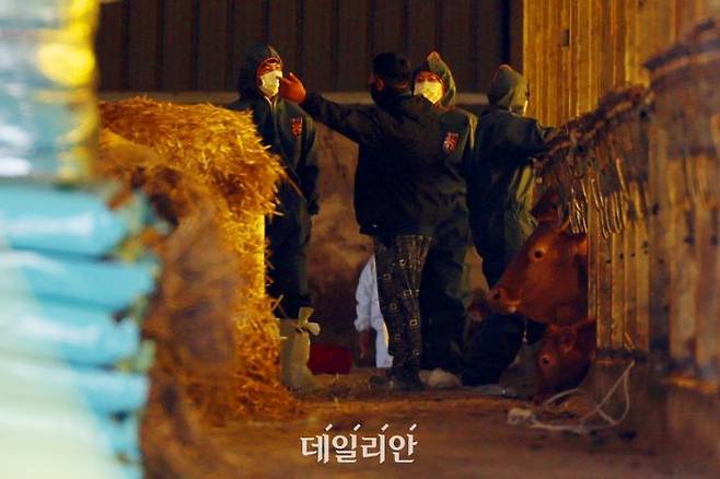 29일 소 바이러스성 질병인 럼피스킨병 확진 판정을 받은 전남 무안군 한 축산농장이 방역 당국에 의해 통제되고 있다. ⓒ연합뉴스