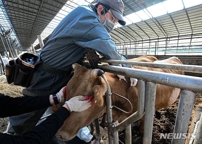 [함평=뉴시스] 이영주 기자 = 전남지역 소 럼피스킨병 확산이 우려되는 30일 오후 전남 함평군 엄다면 한 한우 농가에서 소 럼피스킨병 백신 접종이 이뤄지고 있다. 2023.10.30. leeyj2578@newsis.com