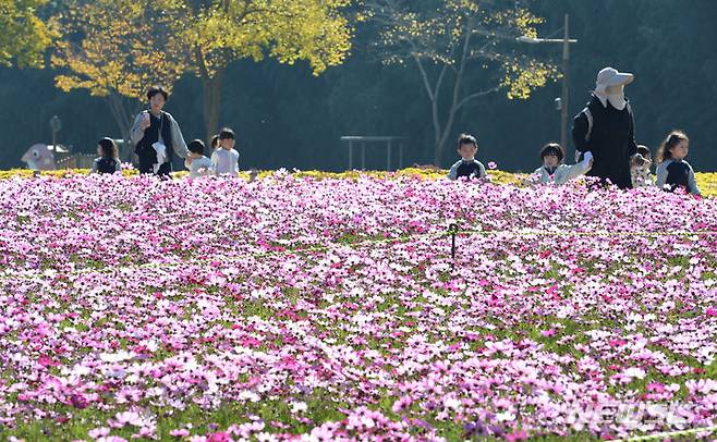 [울산=뉴시스] 배병수 기자 = 31일 오전 울산 중구 태화강국가정원에 코스모스가 활짝 펴 있다. 2023.10.31. bbs@newsis.com