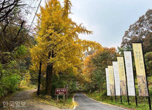 몽양기념관 앞 은행나무가 노랗게 물들었다.