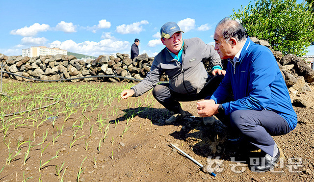 강성방 제주 서귀포 대정농협 조합장(오른쪽)과 이정훈씨가 마늘 생육을 살피며 가뭄에 따른 피해를 이야기하고 있다.