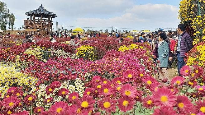 지난해 서산 국화축제 모습 [서산시 제공. 재판매 및 DB 금지]