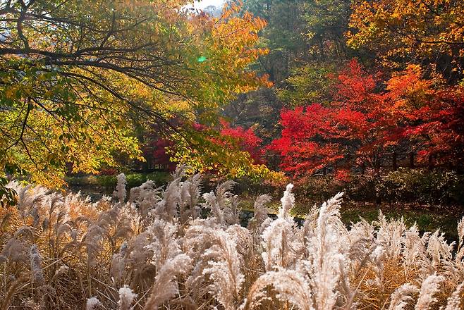 보령 성주산 단풍 [보령시 제공. 재판매 및 DB 금지]