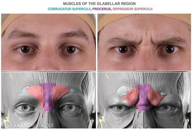 미간을 찌푸리는 눈썹주름근(추미근)은 눈썹을 아래로 끌어내리는 작용을 한다. [사진=anatomy 캡처]