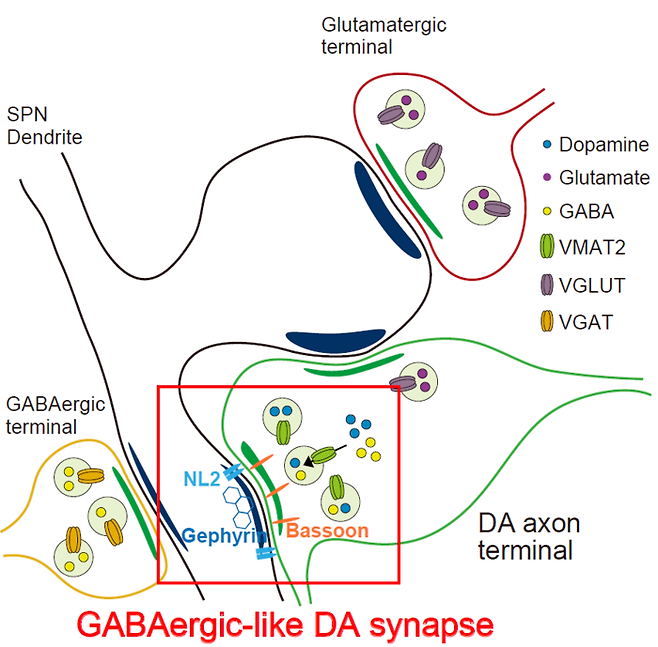 억제성 시냅스 속성을 지닌 도파민 시냅스 모식도