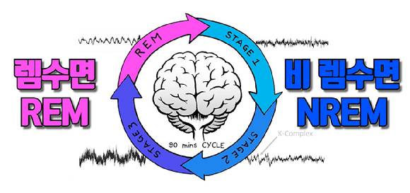 수면은 크게 비렘수면과 렘수면으로 나눠지며 4번의 사이클을 돌게 된다. [사진=유튜브 채널  '세계적으로 유명한 운동 정보']