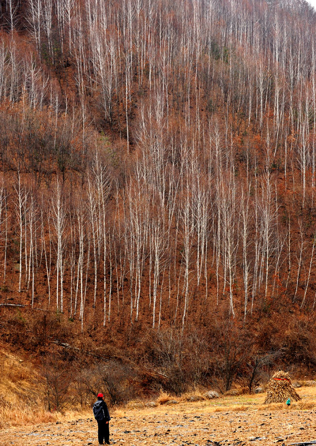 강원 인제 응봉산의 자작나무 숲.