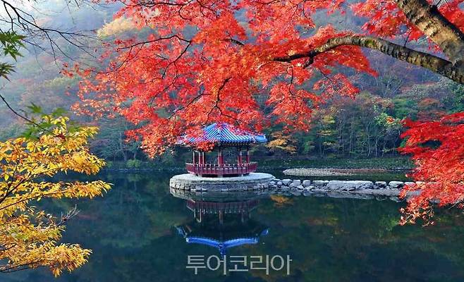 정읍 내장산 단풍이 이번 주말 절정을 맞을 것으로 보인다.