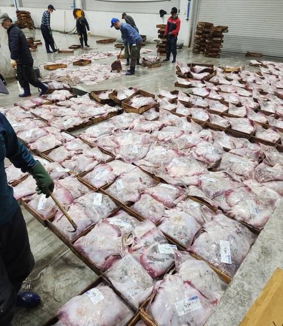 군산 앞바다에서 잡은 홍어 경매가 이뤄지는 군산시수협 해망동 위판장. [사진 서해근해연승연합회]