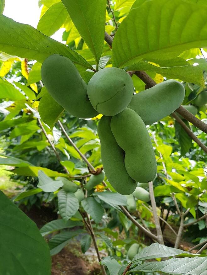 북미지역 원산지 포포 열매는 바나나 식감에 망고, 두리안을 연상시키는 묘한 단맛을 내는 과일이다. 가실 포포농장 제공