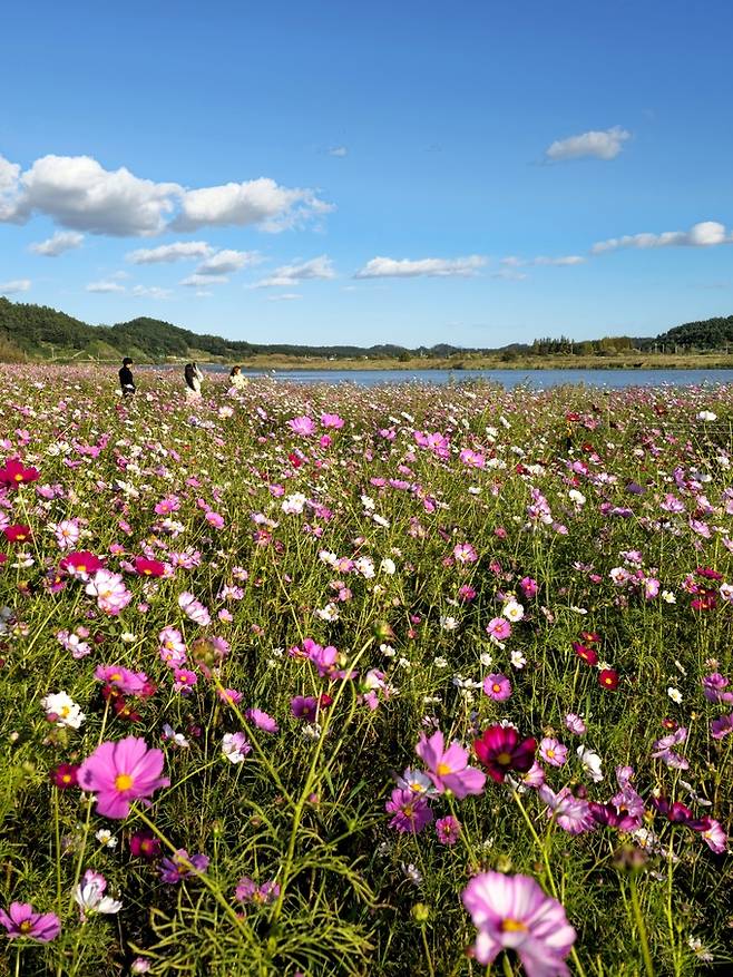 몽탄포구 코스모스.