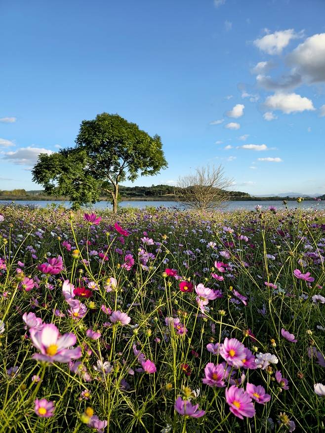 몽탄포구 코스모스.