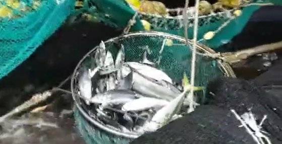 지난해 6월 경북 영덕군 앞바다에서 한 어선이 그물에 걸린 참치를 건져올리고 있다. 사진 독자