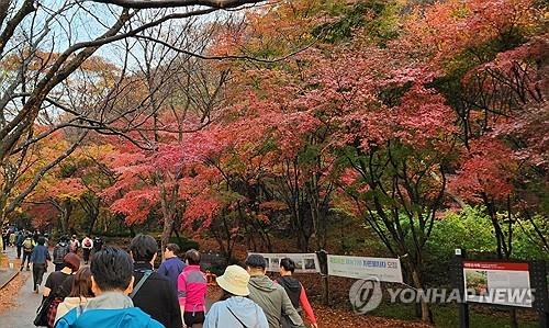 단풍 절정 이룬 전북 내장산 [연합뉴스 자료사진]