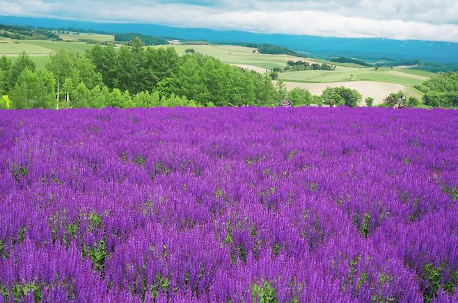 시키사이노오카의 하이라이트인 보라빛 언덕