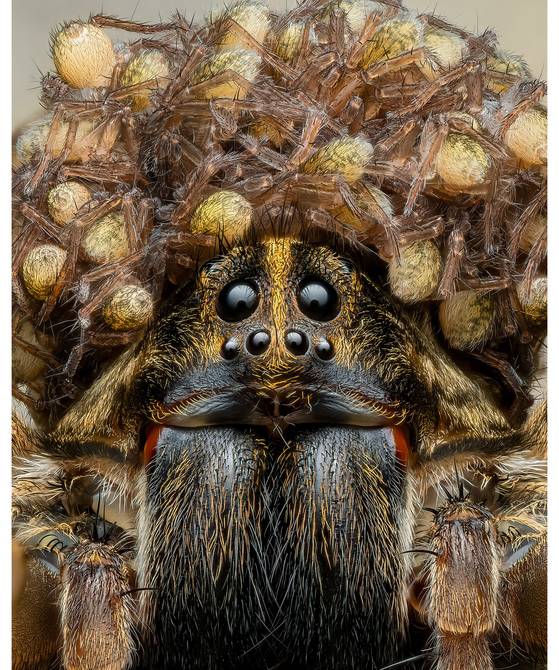 늑대거미 엄마(WOLF SPIDER MAMA) Benjamin Salb, United States