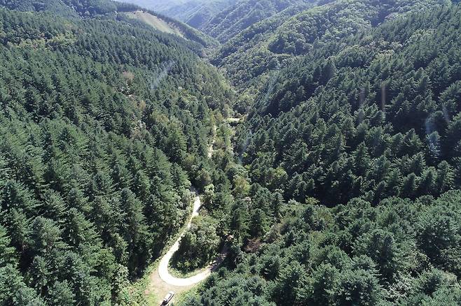 국내 최대 규모의 잣나무 군락이 펼쳐지는 홍천 가리산 잣나무 숲. /산림청