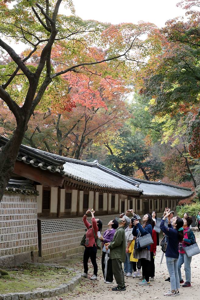 지난 3일 서울 종로구 창덕궁의 후원의 가을 풍경. ‘2023년 창덕궁 왕의 숲길 걷기’ 행사 참가자들이 문화유산 해설사의 설명에 고개를 들어 하늘과 어우러진 단풍을 사진으로 담고 있다. /남강호 기자