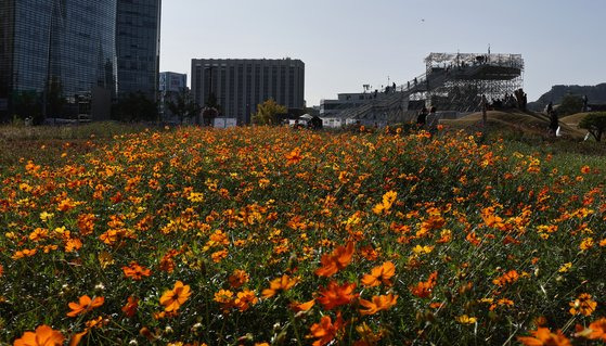 5일 오후 서울 종로구 열린송현녹지광장에 조성된 코스모스와 백일홍, 천일홍 등을 바라보며 시민들이 산책을 즐기고 있다. 송현공원은 '이승만대통령기념관' 건립 예정부지로 거론되고 있다. 뉴스1