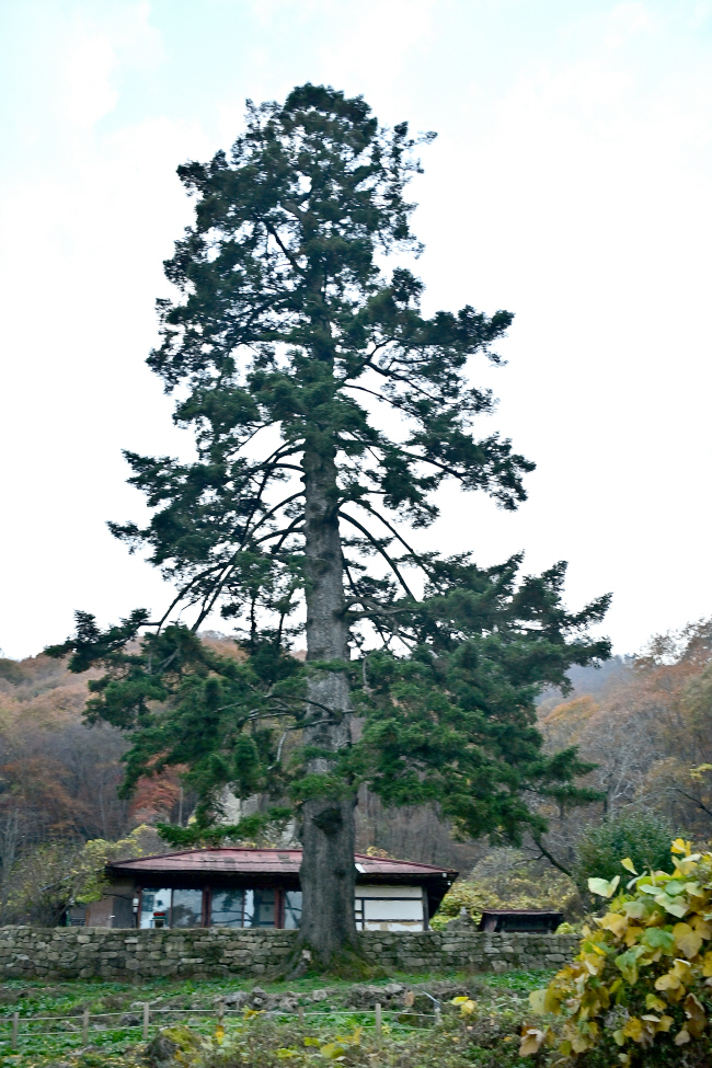 천황사 암자 앞에 뿌리를 내린 압도적인 크기의 전나무. 천연기념물로 지정된 전나무는 이것 딱 하나뿐이다.