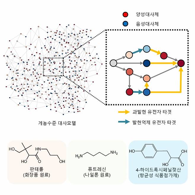 컴퓨터 시뮬레이션 아이브릿지를 활용한 유용 화합물 생산 모식도.[KAIST 제공]