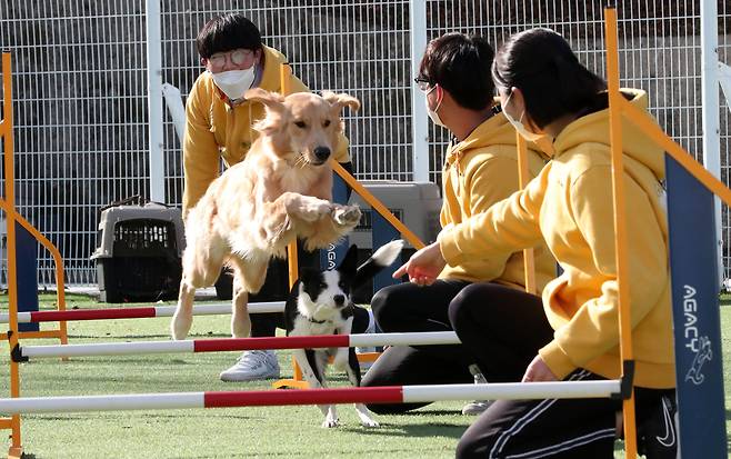 지난 23일 경북 봉화군 한국펫고등학교 반려동물 훈련장에서 2학년 학생들이 반려견과 함께 장애물을 넘는 스포츠인 '어질리티' 훈련을 진행하고 있다./신현종 기자