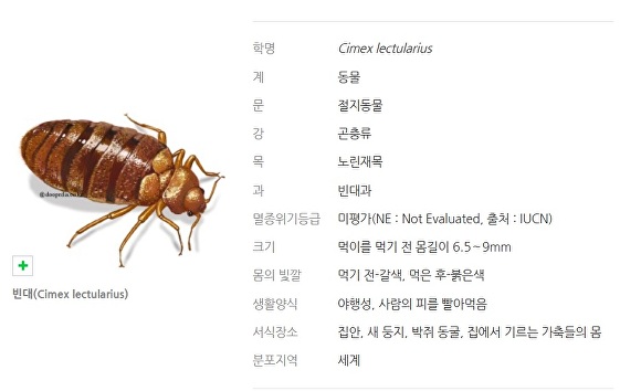 빈대 [사진=네이버 지식백과]