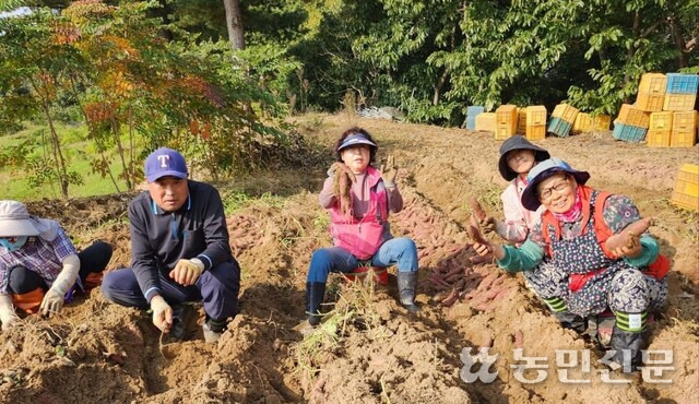 충북형 도시농부에 참여한 도시민들이 고구마 수확을 하고 있다.