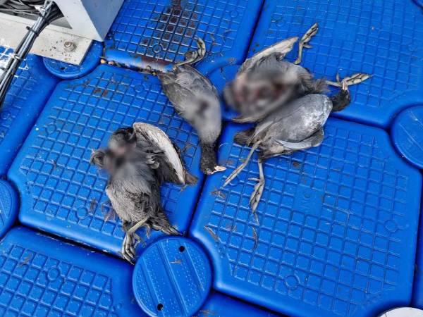 백해주 초록생활 대표가 발견한 고양이에게 공격받은 것으로 추정되는 물닭 시체들. 사진=백해주 초록생활 대표 제공