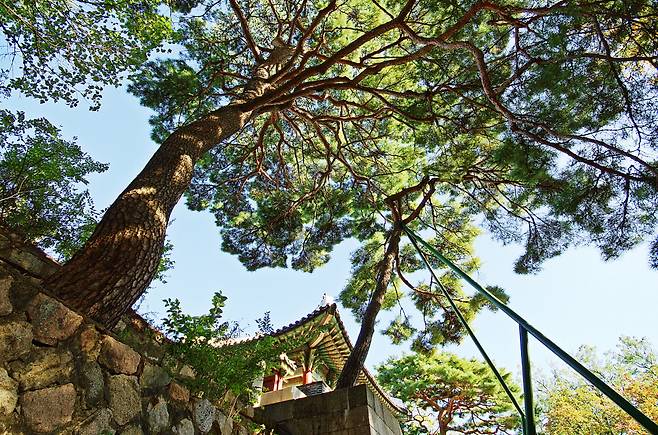 숙정문과 커다란 소나무