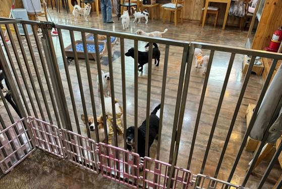 유기견들이 꼬리를 흔들며 반기고 있다. 〈사진=한류경 기자〉