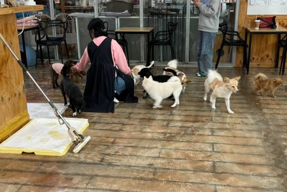 카페 사장님이 유기견들을 돌보고 있다. 〈사진=한류경 기자〉
