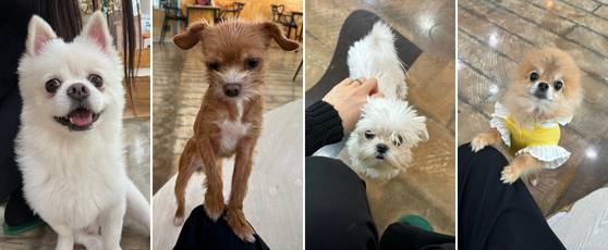 왼쪽부터 단감, 젤리, 옹심, 두유. 〈사진=한류경 기자〉