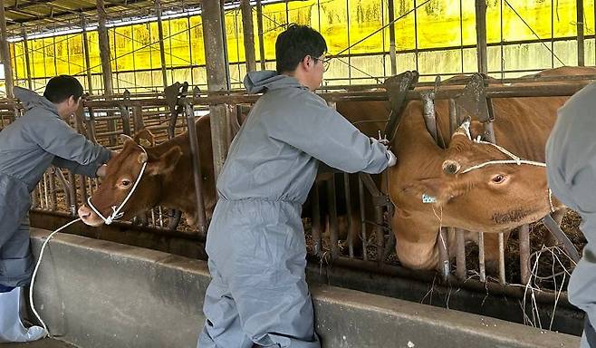 신안군 압해읍 농가에서 럼피스킨 백신 접종을 하고 있다. (신안군 제공)/뉴스1