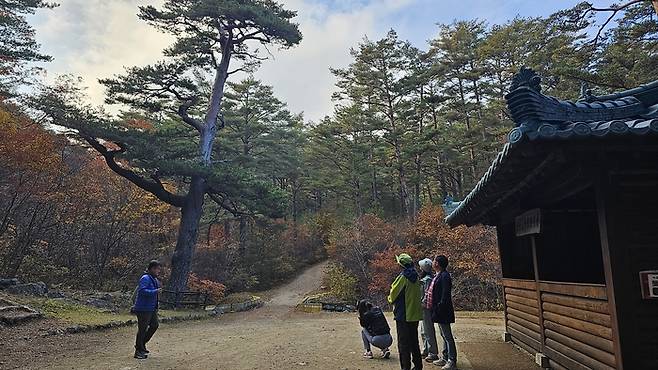 금강송숲길 탐방로 입구의 500년송. 사진제공|트래블팀