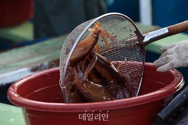 강원도 동해시 속초항에서 어민들이 잡아온 산오징어를 배에서 내리는 작업을 하고 있다. ⓒ연합뉴스