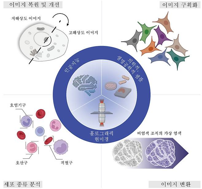 홀로그래픽 현미경과 인공지능을 결합해 수행할 수 있는 활용 방안 모식도.[]KAIST 제공]