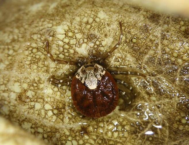 물속 남생이에 붙은 진드기가 살 속으로 파고들어 피를 빨고 있다. [사진=이화여대 에코과학연구소 제공]