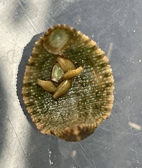 어린 개체를 품고 있는 국내 미확인종 거머리. [사진=이화여대 에코과학연구소 제공]