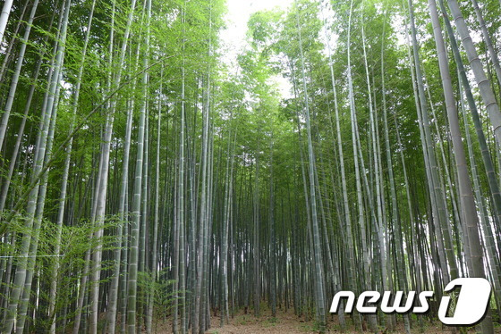 국가중요농업유산 4호로 지정된 전남 담양군 대나무밭.(담양군 제공) 2014.6.26/뉴스1